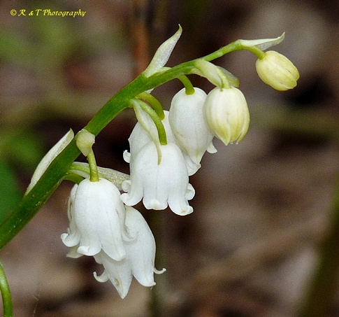 {Convallaria pseudomajalis}